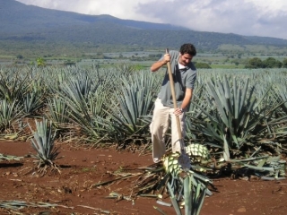 Campos de agave